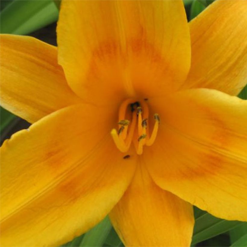 Hemerocallis Lucretius - Emerocallide (Fioritura)