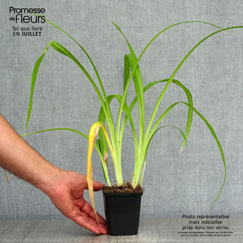 Esemplare di Hemerocallis Margaret Perry - Emerocallide Vasetto da 8/9 cm consegnato in estate