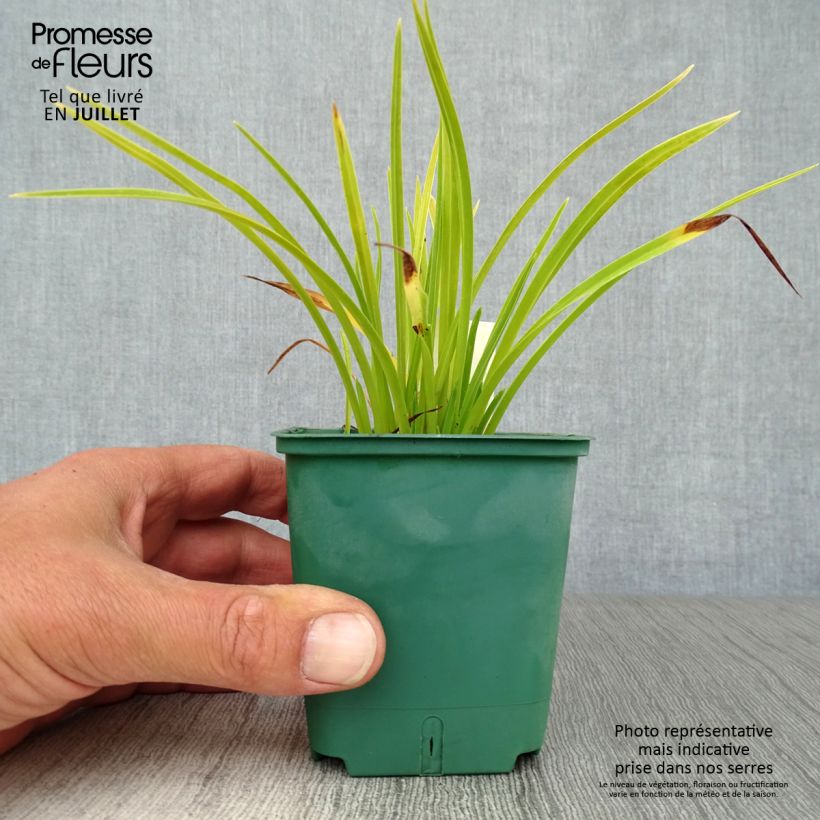 Esemplare di Hemerocallis Mini stella - Emerocallide Vasetto da 8/9 cm consegnato in estate