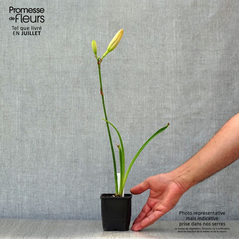 Esemplare di Hemerocallis Moonlight Masquerade - Emerocallide Vasetto da 8/9 cm consegnato in estate