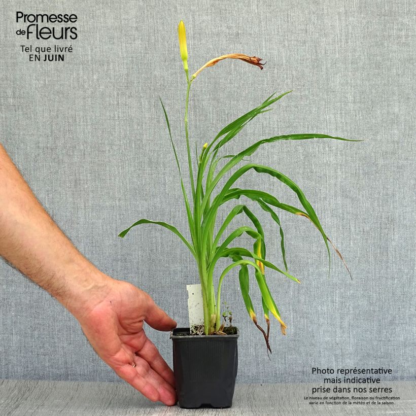 Esemplare di Hemerocallis Neyron Rose - Emerocallide Vasetto da 8/9 cm consegnato in estate