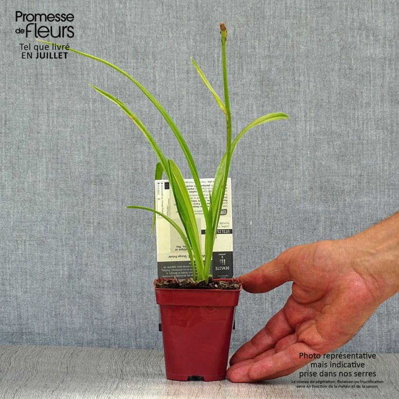 Esemplare di Hemerocallis Orange Prelude - Emerocallide Vasetto da 8/9 cm consegnato in estate