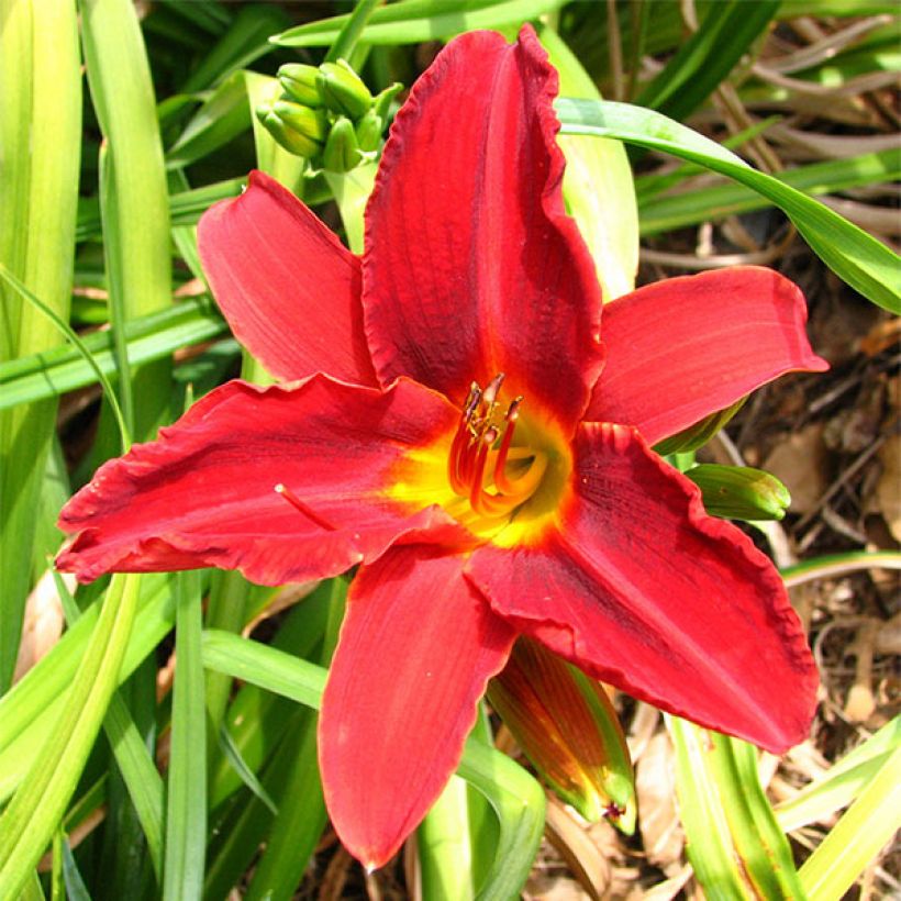 Hemerocallis Oriental Ruby - Emerocallide (Fioritura)