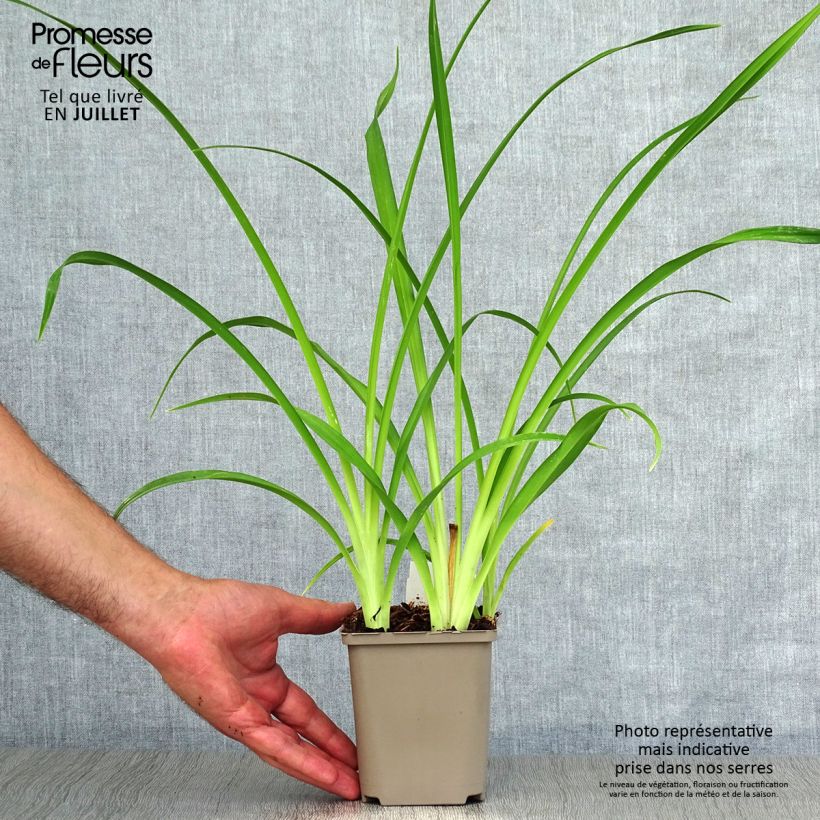 Esemplare di Hemerocallis Pardon Me - Emerocallide Vasetto da 8/9 cm consegnato in estate