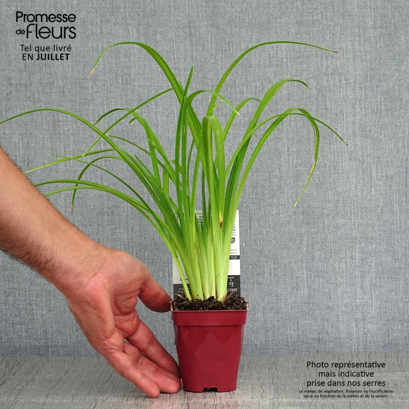 Esemplare di Hemerocallis Pink Damask - Emerocallide Vasetto da 8/9 cm consegnato in estate