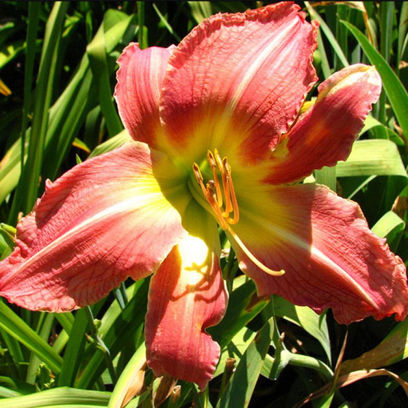 Hemerocallis Pink Super Spider - Emerocallide (Fioritura)