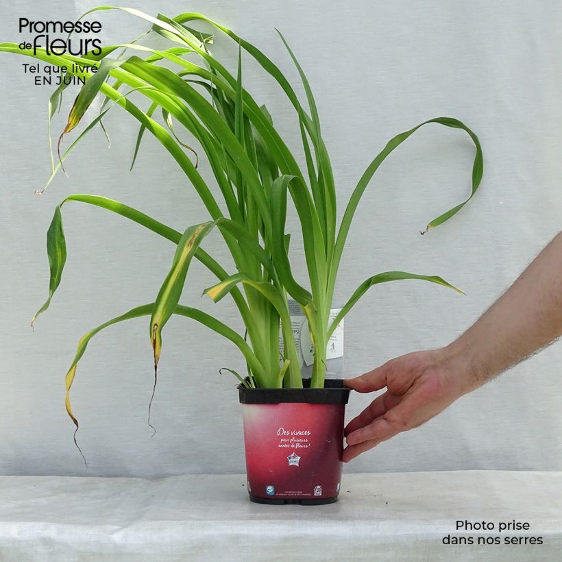 Esemplare di Hemerocallis Red Rum - Emerocallide Vaso da 2L/3L consegnato in estate