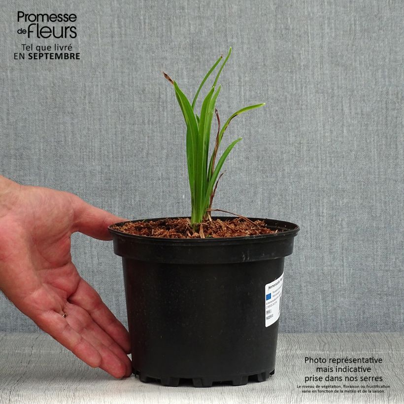 Esemplare di Hemerocallis Rosy Returns - Emerocallide Vaso da 2L/3L consegnato in estate