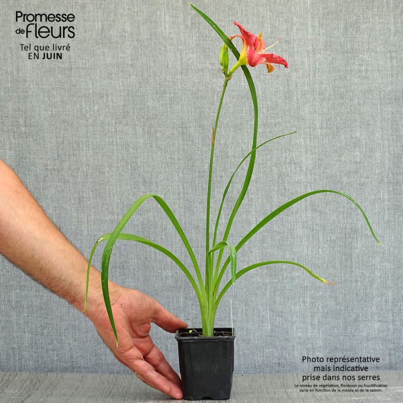 Esemplare di Hemerocallis Rosy Returns - Emerocallide Vasetto da 8/9 cm consegnato in estate
