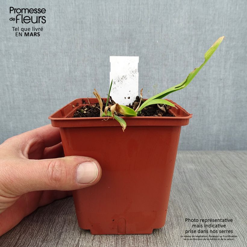 Hemerocallis Sabine Baur - Emerocallide Vaso da 1L/1,5L esemplare consegnato in inverno