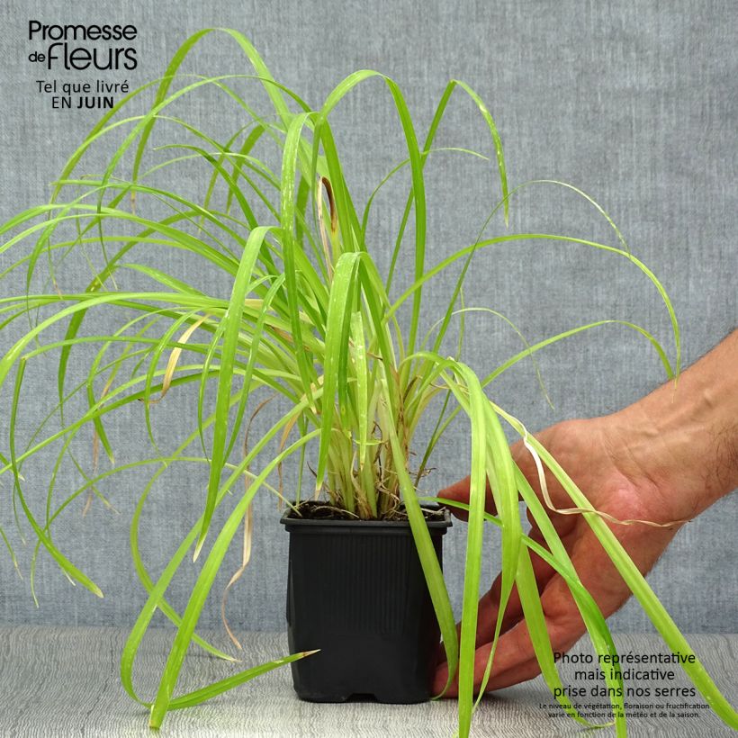 Esemplare di Hemerocallis Sammy Russell - Emerocallide Vasetto da 8/9 cm consegnato in estate