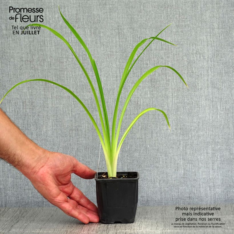 Esemplare di Hemerocallis Shooting Star - Emerocallide Vasetto da 8/9 cm consegnato in estate