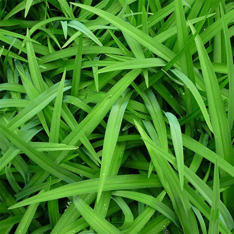 Hemerocallis Siloam Bo Peep - Emerocallide (Fogliame)