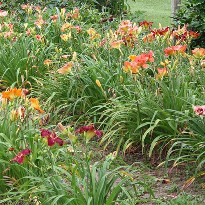 Hemerocallis Siloam Bo Peep - Emerocallide (Porto)