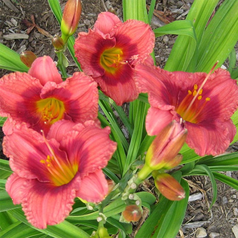 Hemerocallis Siloam Jim Cooper - Emerocallide (Fioritura)