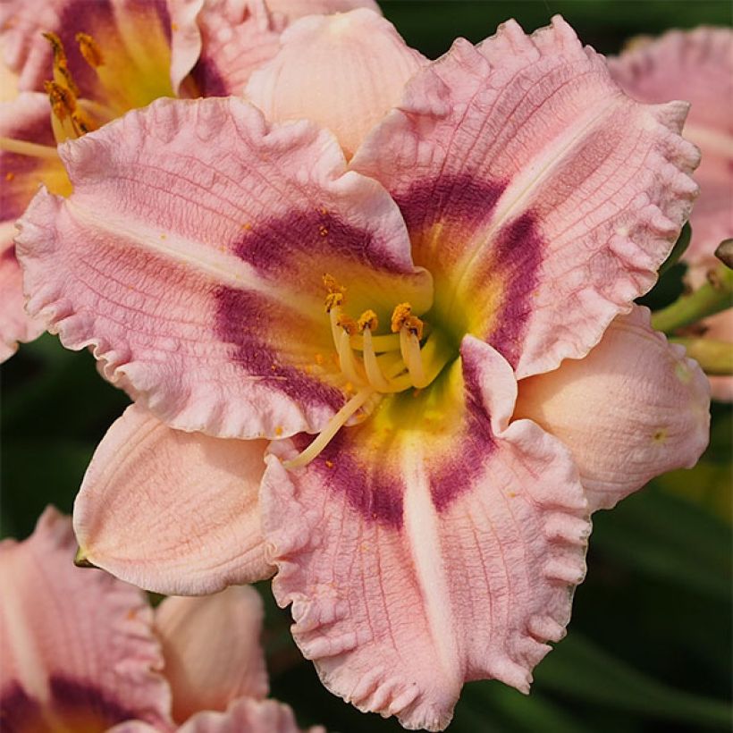 Hemerocallis Siloam Merle Kent - Emerocallide (Fioritura)