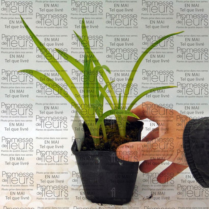 Esempio di esemplare Hemerocallis Siloam Ribbon Candy - Emerocallide Vasetto da 8/9 cm come consegnato
