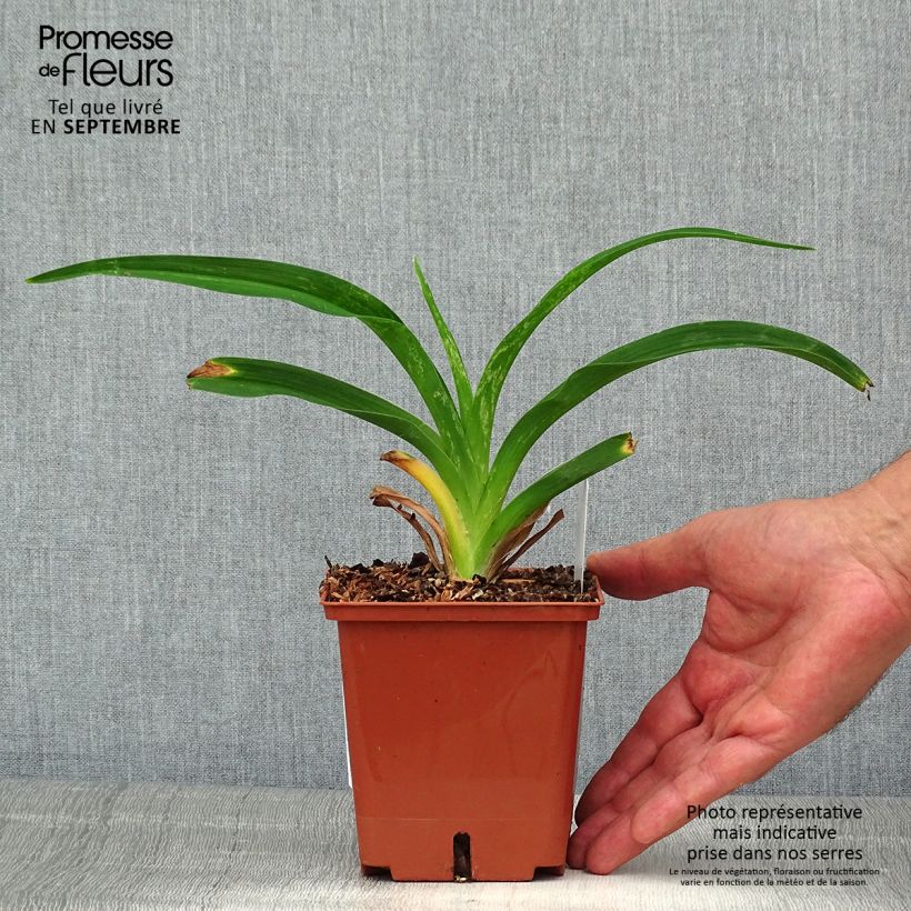 Esemplare di Hemerocallis Siloam Virginia Henson - Emerocallide Vaso da 1L/1,5L consegnato in estate