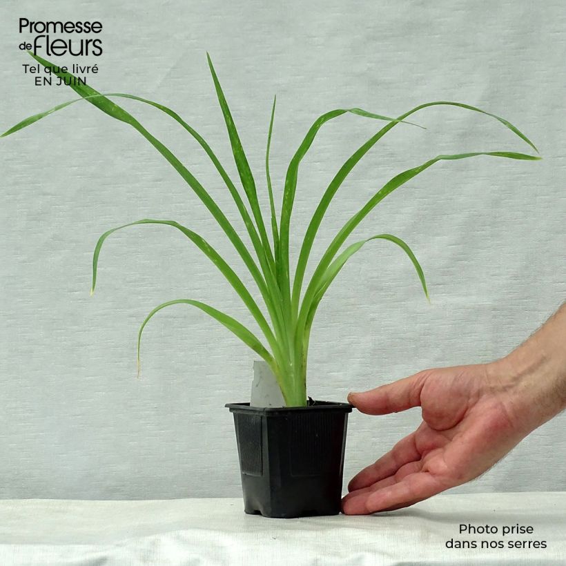 Esemplare di Hemerocallis Snowy Apparition - Emerocallide Vasetto da 8/9 cm consegnato in estate