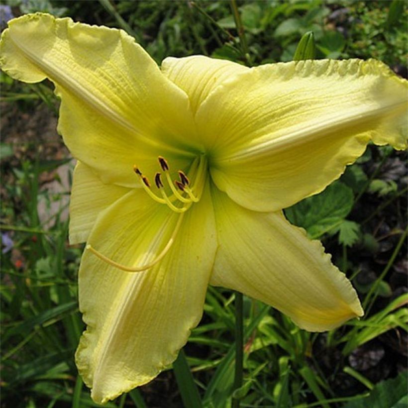 Hemerocallis Soft Cashmere - Emerocallide (Fioritura)