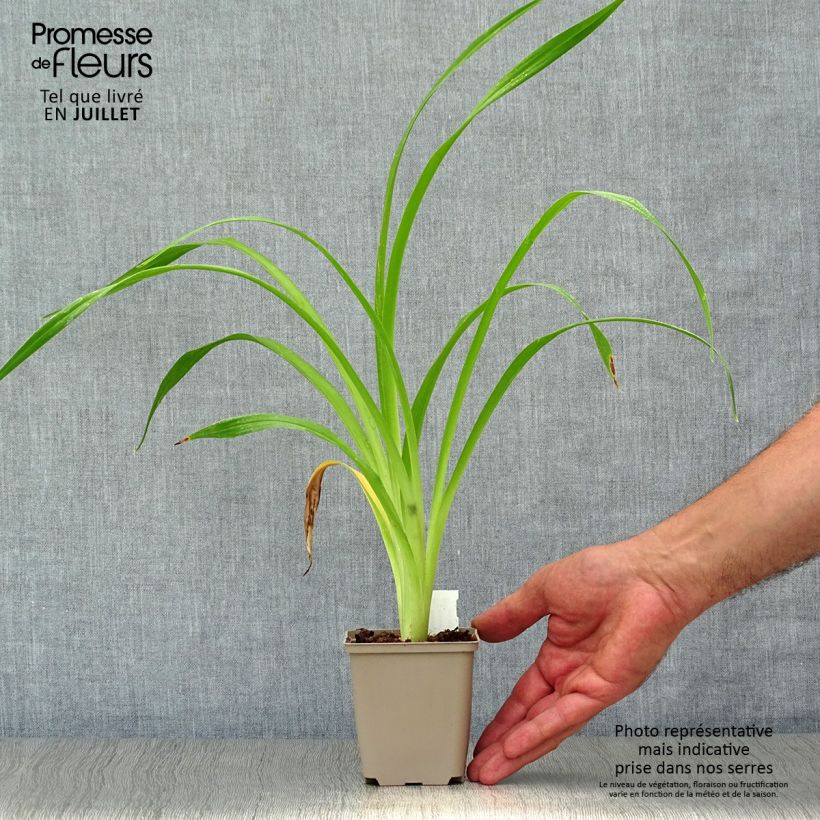 Esemplare di Hemerocallis South Seas - Emerocallide Vasetto da 8/9 cm consegnato in estate
