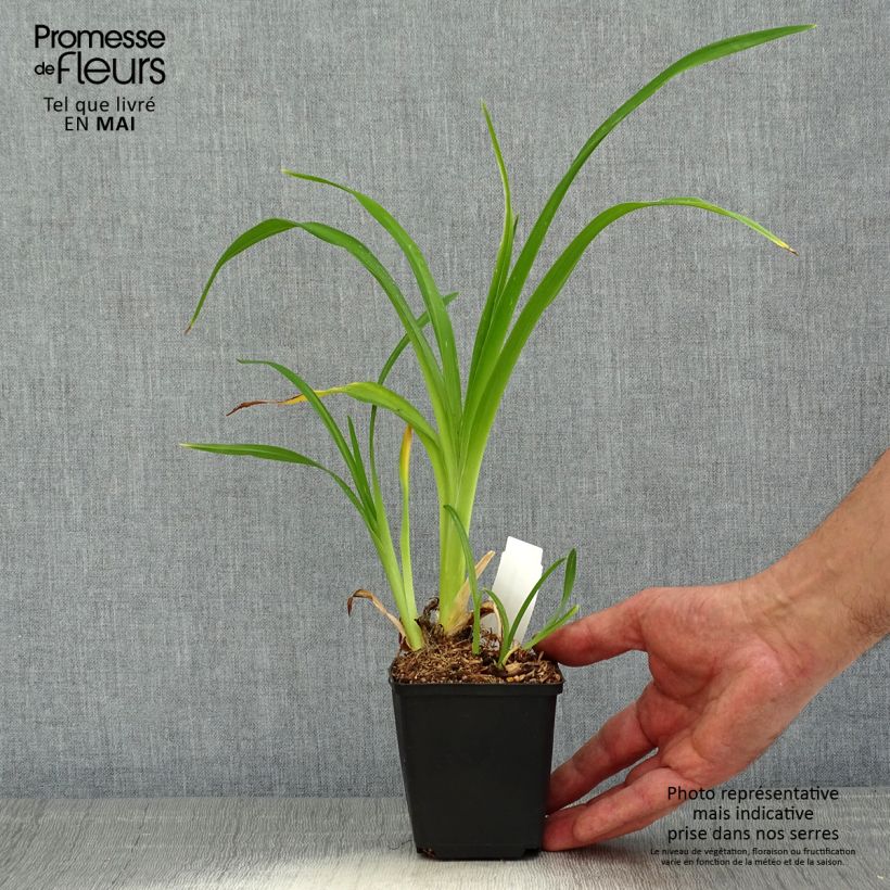Hemerocallis Spacecoast Starburst - Emerocallide Vasetto da 8/9 cm esemplare consegnato in primavera