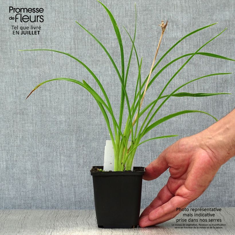 Esemplare di Hemerocallis Stella de Oro - Emerocallide Vasetto da 8/9 cm consegnato in estate