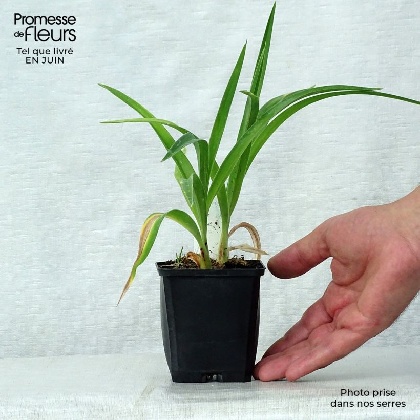 Esemplare di Hemerocallis Strawberry Candy - Emerocallide Vasetto da 8/9 cm consegnato in estate