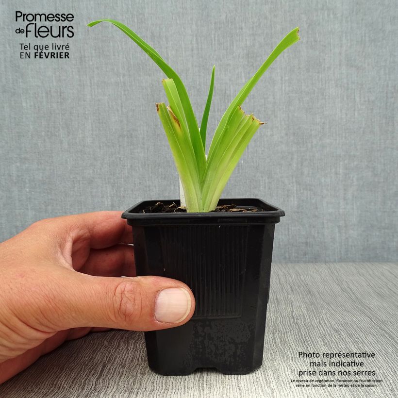Esemplare di Hemerocallis Strawberry Fields For Ever - Emerocallide Vasetto da 8/9 cm come consegnato in autunno