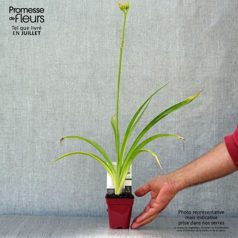 Esemplare di Hemerocallis Strawberry Swirl - Emerocallide Vasetto da 8/9 cm consegnato in estate
