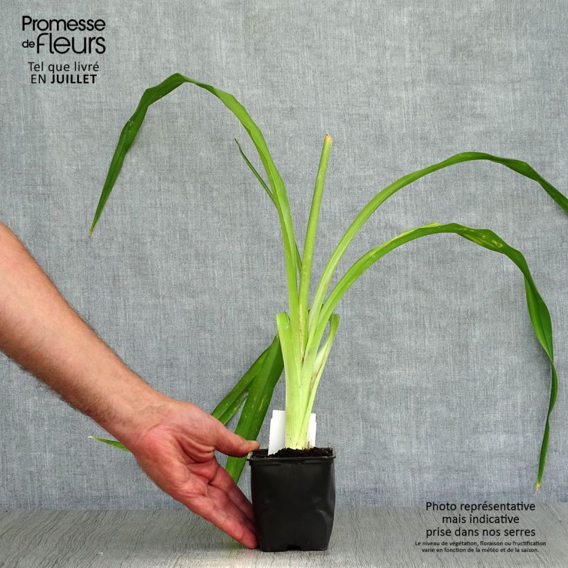 Esemplare di Hemerocallis Strutter's Ball - Emerocallide Vasetto da 8/9 cm consegnato in estate