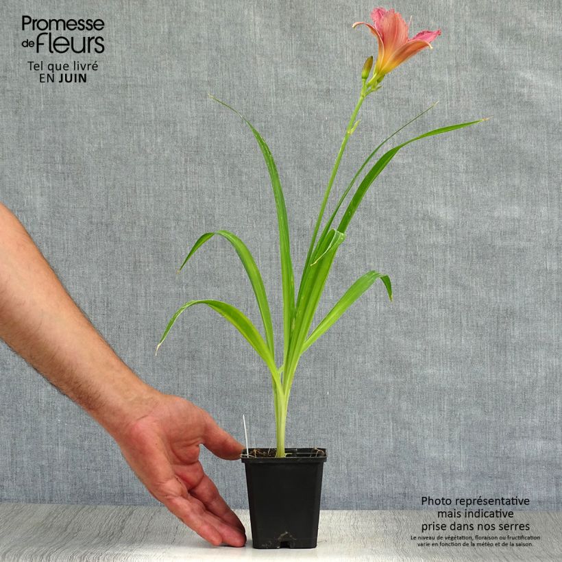 Esemplare di Hemerocallis Summer Wine - Emerocallide Vasetto da 8/9 cm consegnato in estate