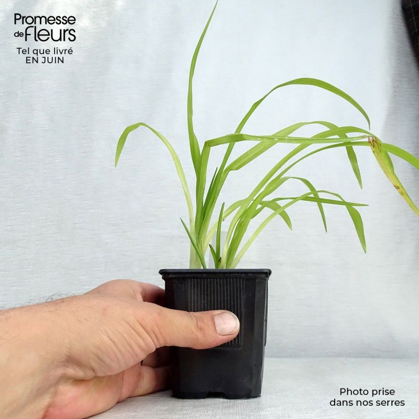Esemplare di Hemerocallis Thumbelina - Emerocallide Vasetto da 8/9 cm consegnato in estate