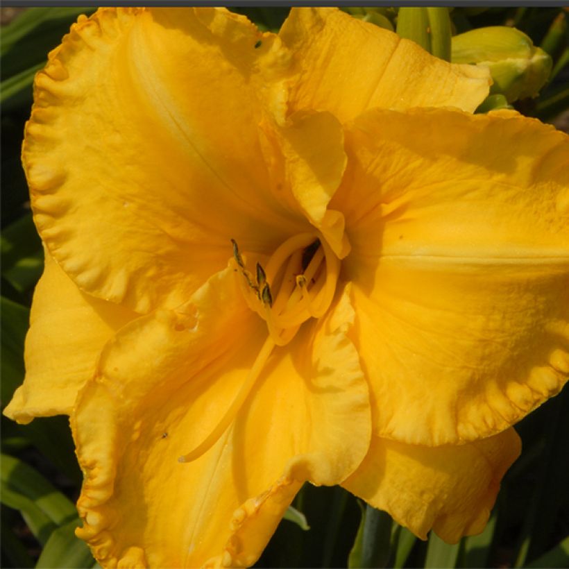 Hemerocallis Victorian Collar - Emerocallide (Fioritura)