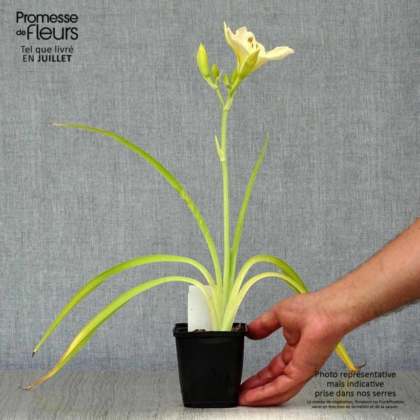 Esemplare di Hemerocallis White Temptation - Emerocallide Vasetto da 8/9 cm consegnato in estate