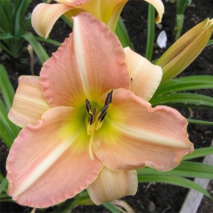 Hemerocallis Yasmin - Emerocallide (Fioritura)