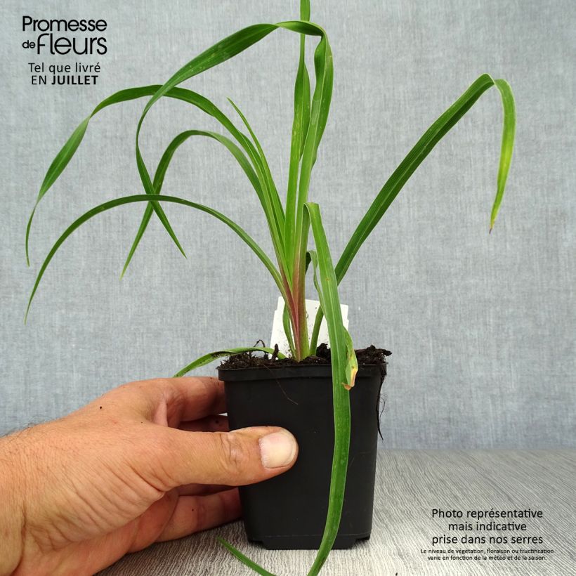Esemplare di Hemerocallis citrina - Emerocallide Vasetto da 8/9 cm consegnato in estate