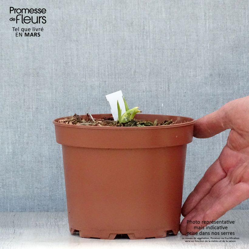 Hemerocallis citrina - Emerocallide Vaso da 2L/3L esemplare consegnato in primavera