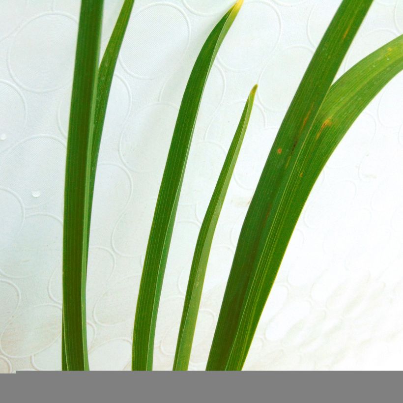 Hemerocallis Buttercup - Emerocallide (Fogliame)