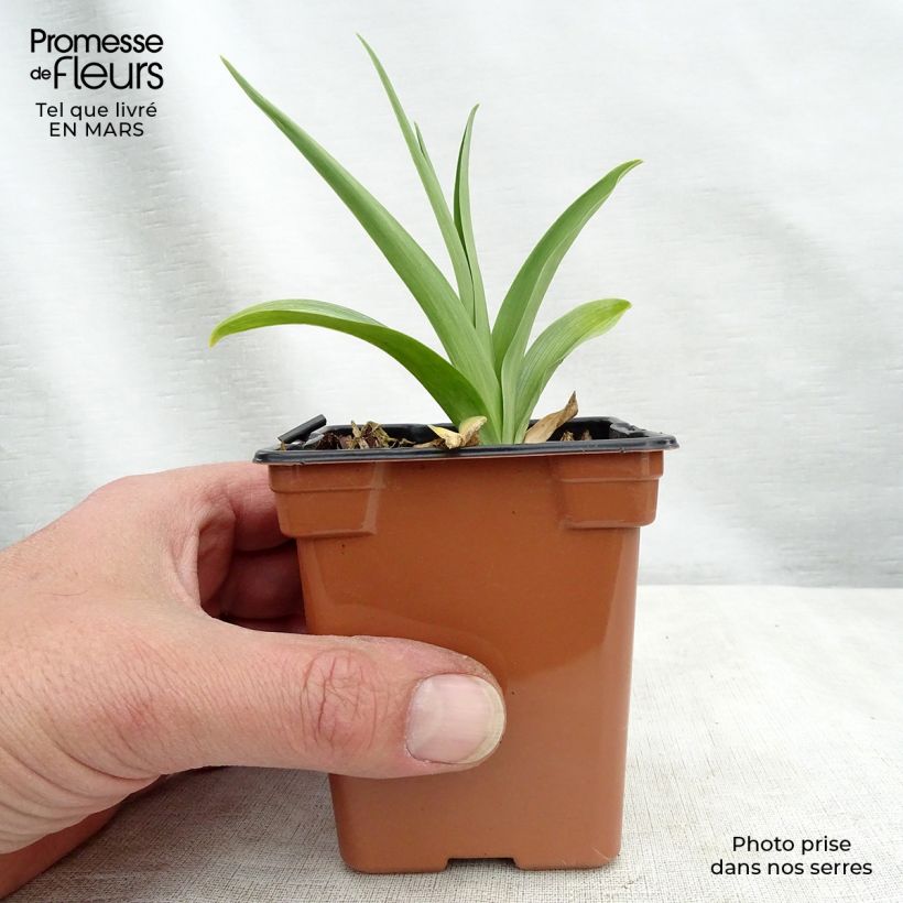 Hemerocallis Buttercup - Emerocallide Vasetto da 8/9 cm esemplare consegnato in primavera