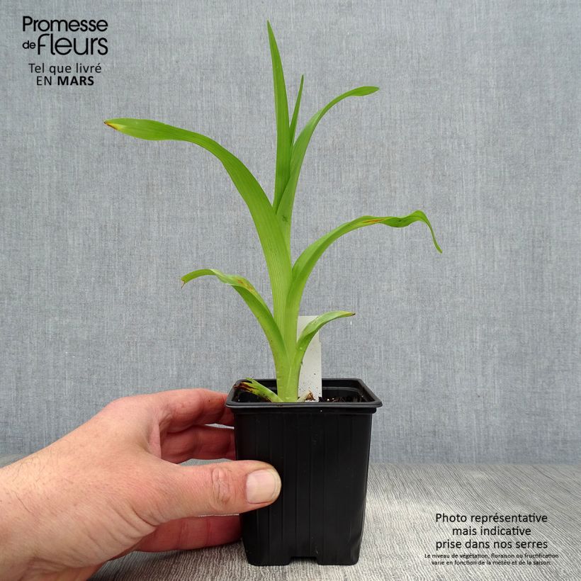Hemerocallis fulva Flore Pleno - Giglio di San Giuseppe a fiore doppio Vasetto da 8/9 cm esemplare consegnato in primavera