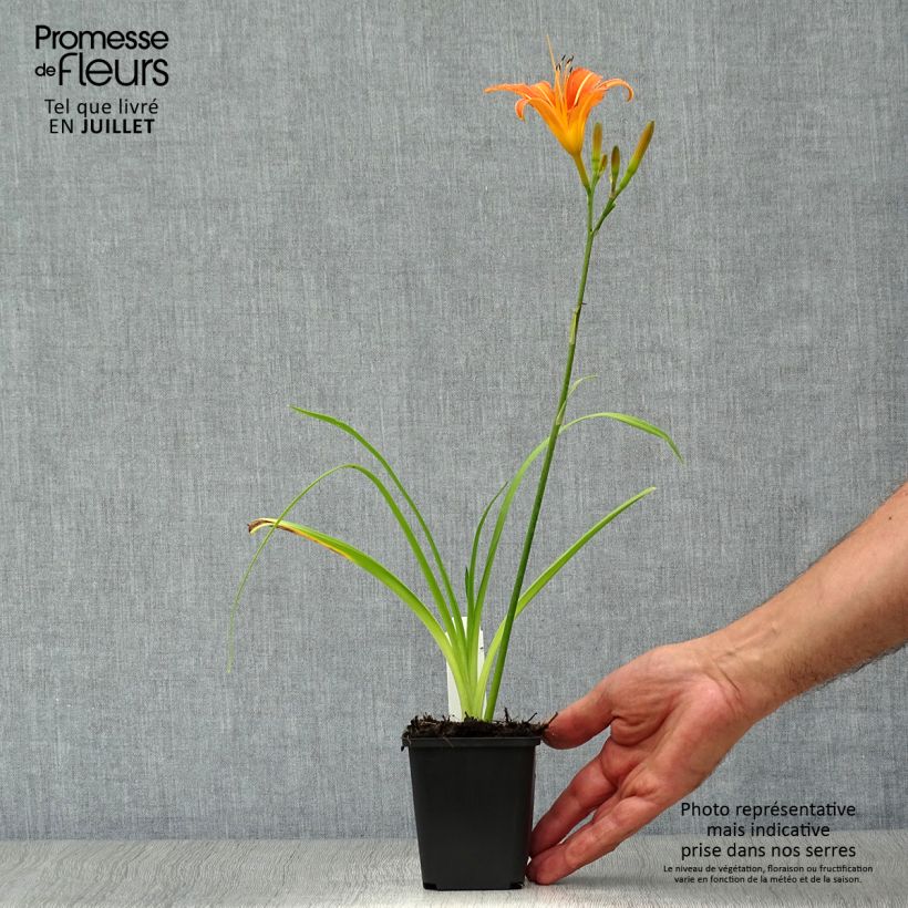 Esemplare di Hemerocallis fulva - Giglio di San Giuseppe Vasetto da 8/9 cm consegnato in estate