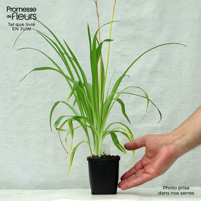 Esemplare di Hemerocallis middendorffii - Emerocallide Vasetto da 8/9 cm consegnato in estate