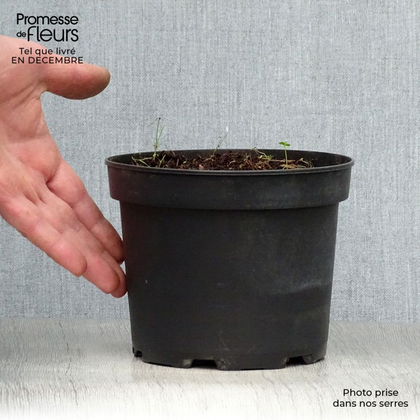 Hemerocallis middendorffii - Emerocallide Vaso da 2L/3L esemplare consegnato in inverno