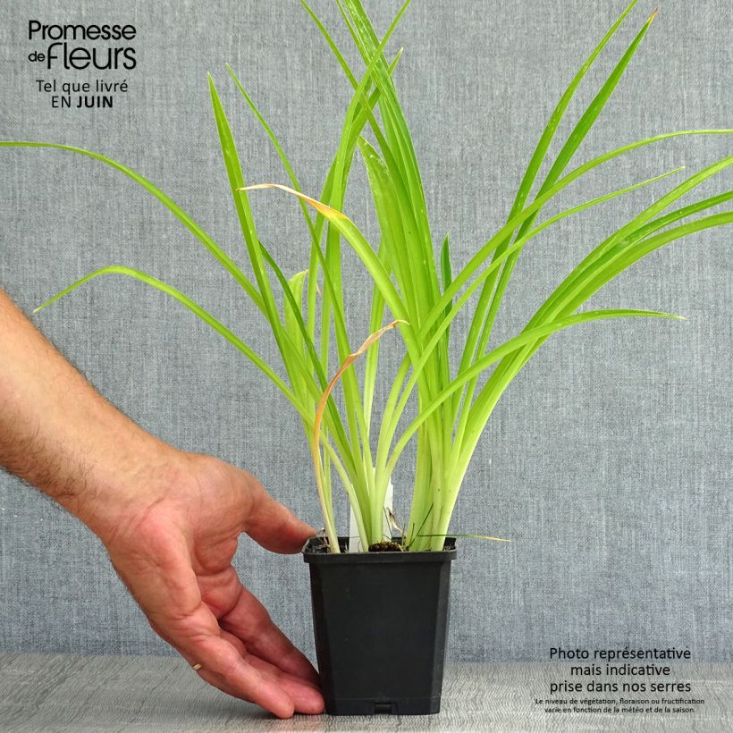 Esemplare di Hemerocallis Gentle Shepherd - Emerocallide Vasetto da 8/9 cm consegnato in estate