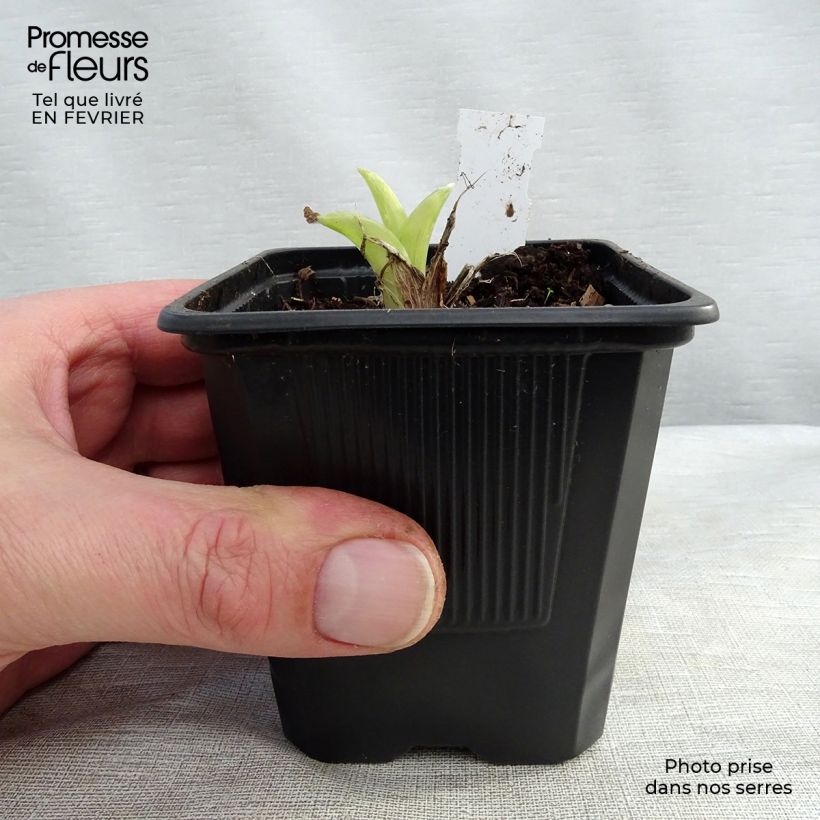 Hemerocallis Patricia Jojo - Emerocallide Vasetto da 8/9 cm esemplare consegnato in inverno