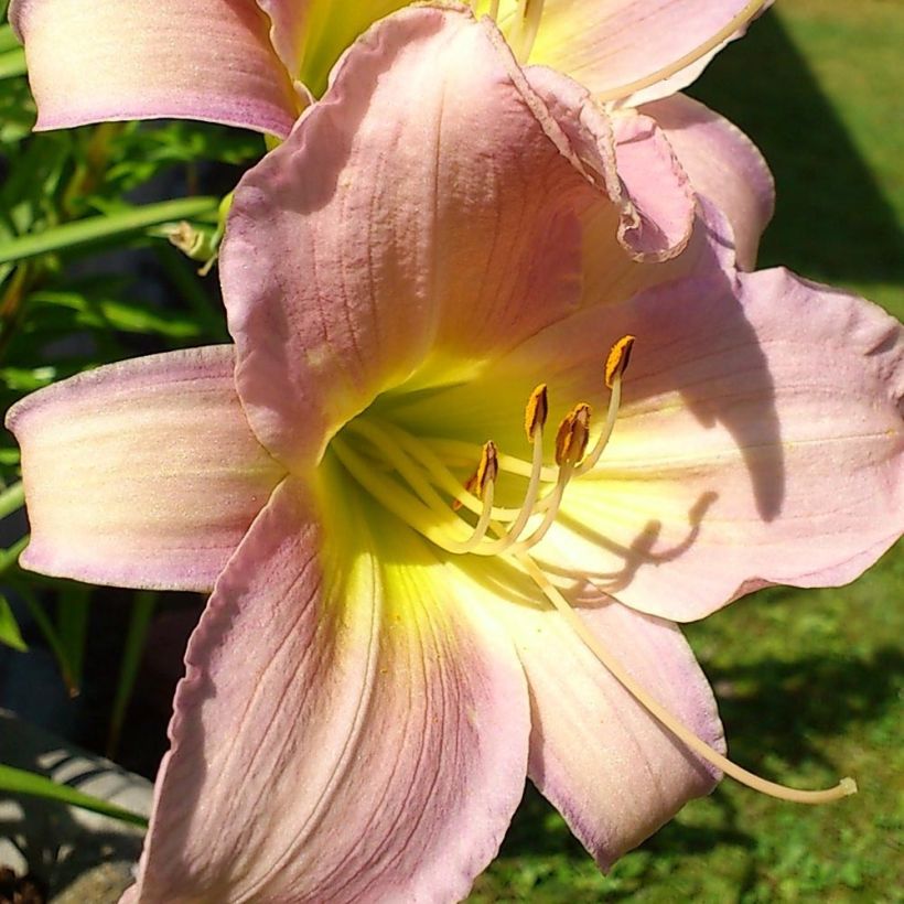 Hemerocallis Hazel Monette - Emerocallide (Fioritura)