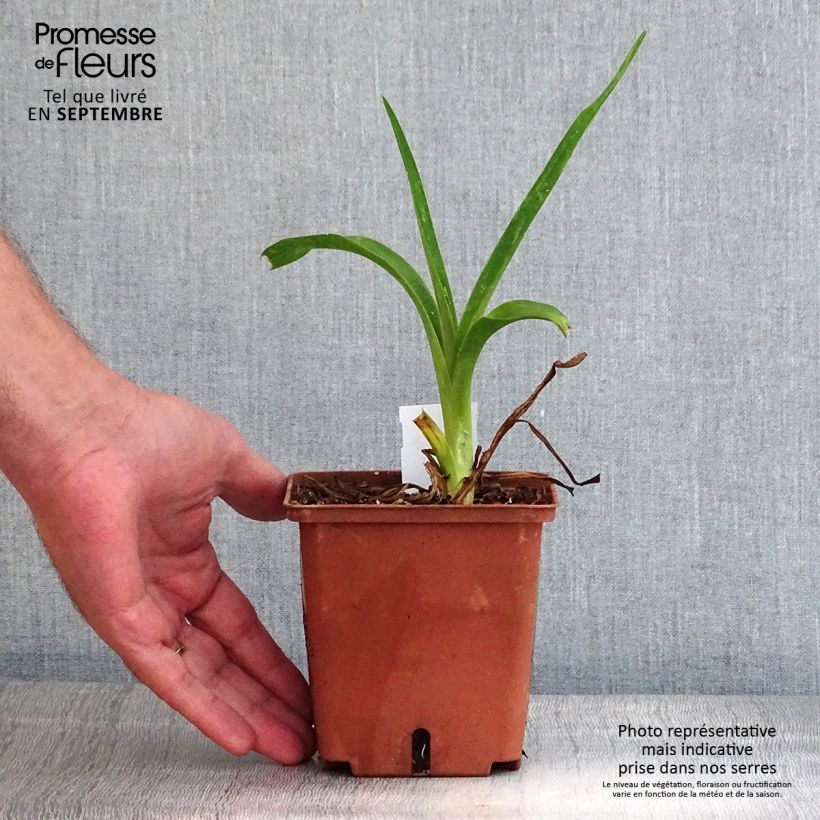 Esemplare di Hemerocallis Poogie - Emerocallide Vaso da 1L/1,5L come consegnato in autunno