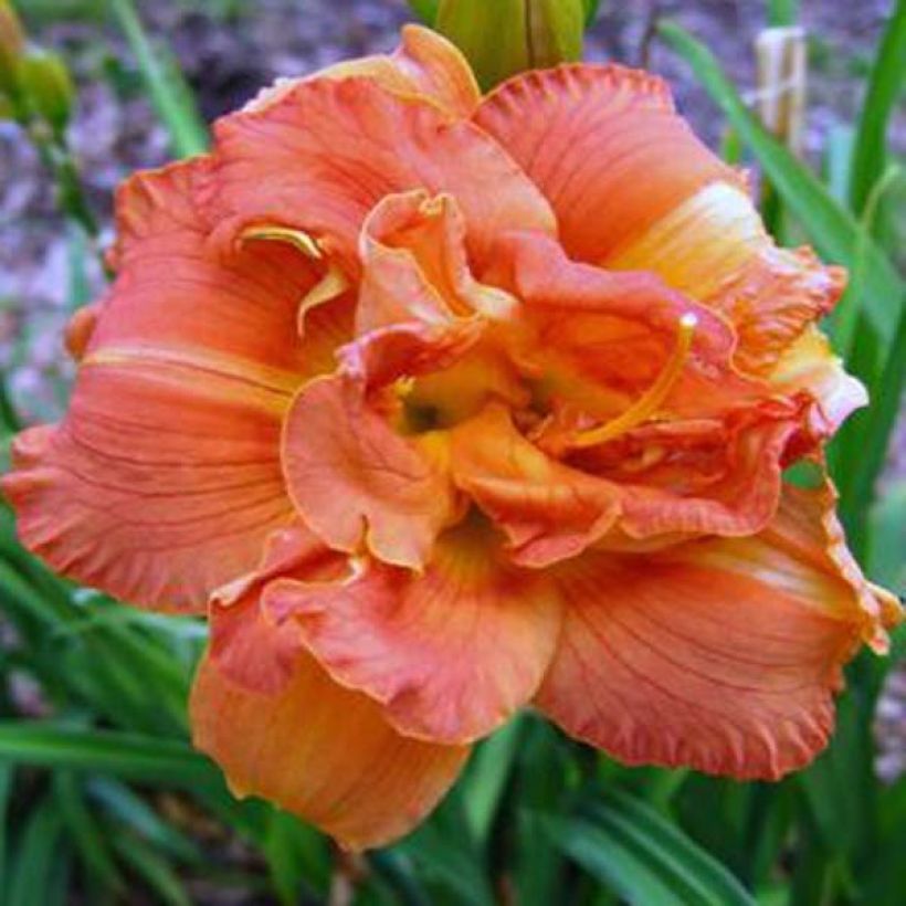 Hemerocallis Rose Corsage - Emerocallide (Fioritura)