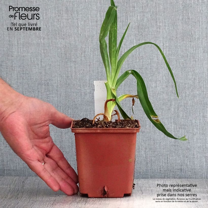 Esemplare di Hemerocallis Startle - Emerocallide Vaso da 1L/1,5L come consegnato in autunno